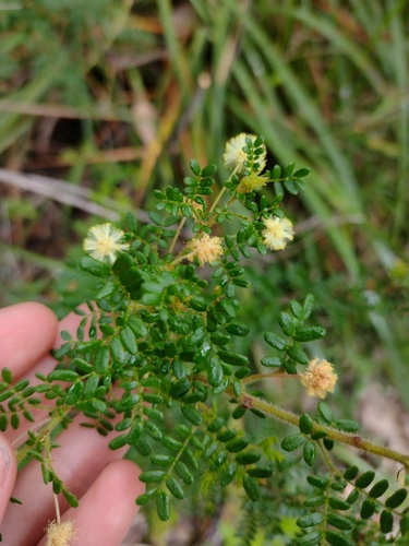 Acacia browniana (Acacia browniana)