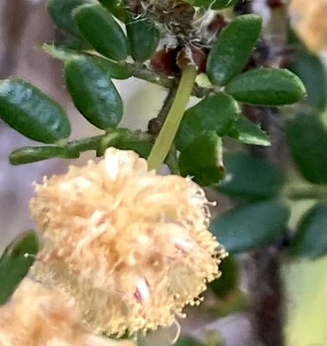 Acacia browniana (Acacia browniana)