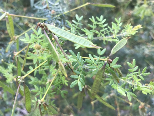 Acacia browniana (Acacia browniana)