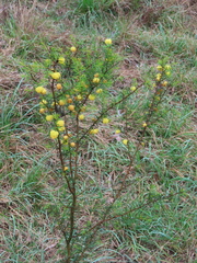 Acacia brownii (Acacia brownii)