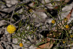 Acacia brownii (Acacia brownii)