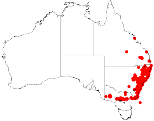 Acacia brownii: Acacia brownii occurrence data map from AVH downloaded from https://doi.org/10.26197/5c0b1388984eb on 8 December 2018