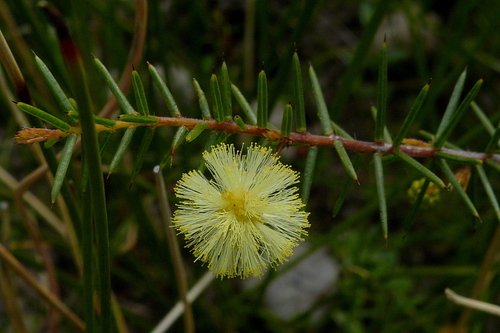 Acacia brownii (Acacia brownii)