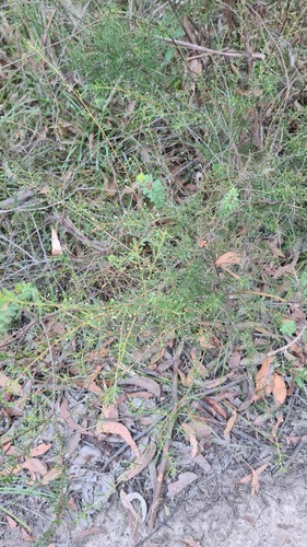 Acacia brownii (Acacia brownii)