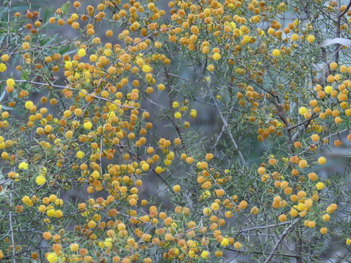 Acacia brownii (Acacia brownii)