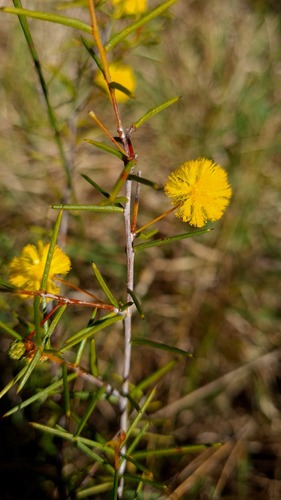 Acacia brownii (Acacia brownii)