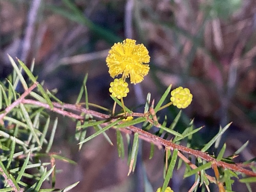 Acacia brownii (Acacia brownii)