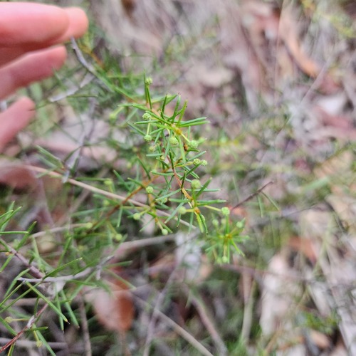 Acacia brownii (Acacia brownii)