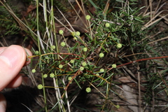 Acacia brownii (Acacia brownii)