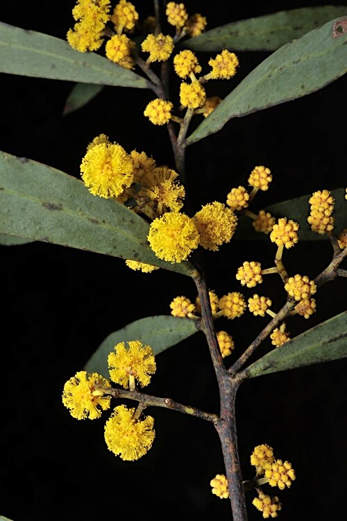 Acacia brumalis: Acacia brumalis in the Australian National Botanic Gardens