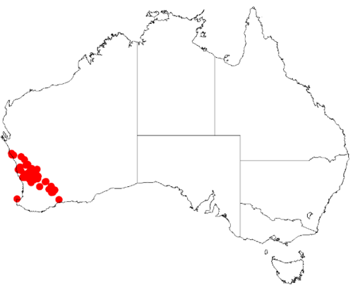 Acacia brumalis: Acacia brumalis Occurrence data from Australasian Virtual Herbarium downloaded from https://doi.org/10.26197/5c0b1388984eb on 8 December 2018