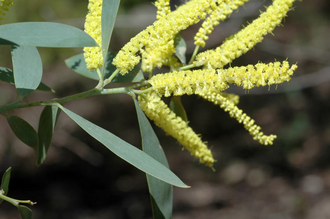 Acacia bulgaensis: Acacia bulgaensis growing in the Australian National Botanic Garden