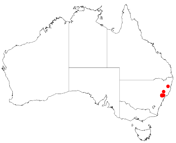 Acacia bulgaensis: Acacia bulgaensis Occurrence data from Australasian Virtual Herbarium downloaded from https://doi.org/10.26197/5c0b1388984eb on 8 December 2018