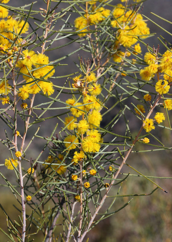 Acacia burbidgeae (Acacia burbidgeae)