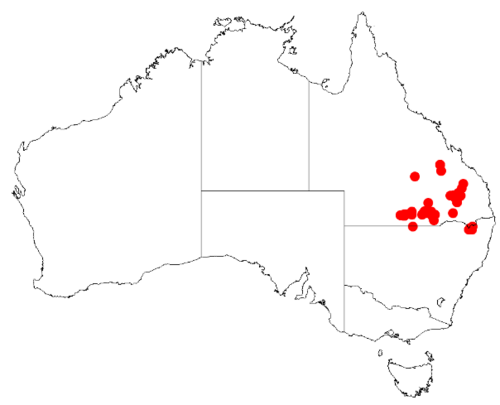 Acacia burbidgeae: Acacia burbidgeae Occurrence data from Australasian Virtual Herbarium downloaded from https://doi.org/10.26197/5c0b1388984eb on 8 December 2018
