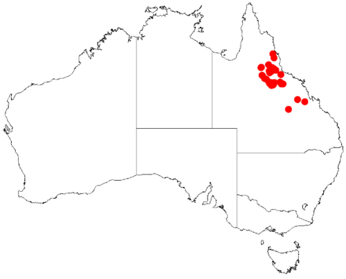 Acacia burdekensis: Acacia burdekensis Occurrence data from Australasian Virtual Herbarium downloaded from https://doi.org/10.26197/5c0b1388984eb on 8 December 2018