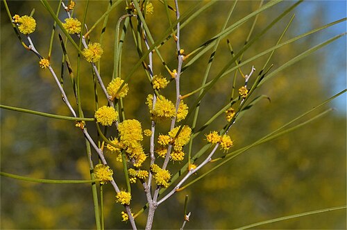 Acacia burkittii: Acacia burkittii' near the Kingoonya to Iron Knob road, Gawler Ranges, South Australia