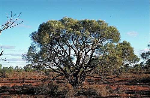 Acacia burkittii: Acacia burkittii near Mootwingie , NSW,