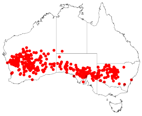 Acacia burkittii: Acacia burkittii Occurrence data from Australasian Virtual Herbarium downloaded from https://doi.org/10.26197/5c0b1388984eb on 8 December 2018
