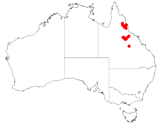 Acacia burrana: Acacia burrana Occurrence data from Australasian Virtual Herbarium downloaded from https://doi.org/10.26197/5c0b1388984eb on 8 December 2018