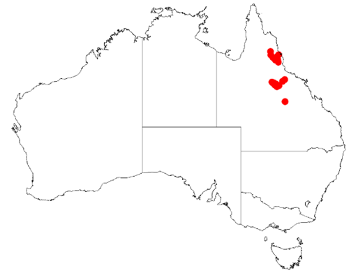 Acacia burrana: Acacia burrana Occurrence data from Australasian Virtual Herbarium downloaded from https://doi.org/10.26197/5c0b1388984eb on 8 December 2018