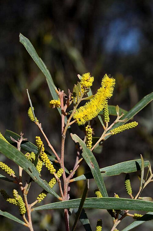 Acacia burrowii: Acacia burrowii , near the Goodar - Retreat Road, SW from Moonie, just S of entrance to Currajong homestead, New South Wales