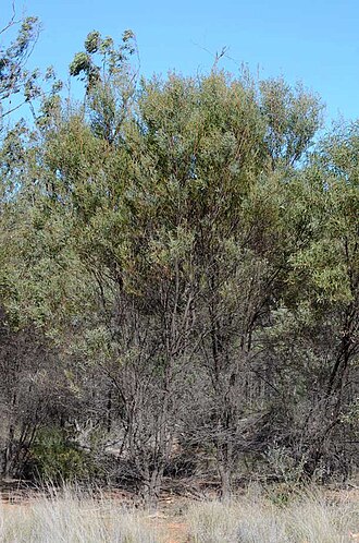 Acacia burrowii: Acacia burrowii near the Goodar - Retreat Road, SW from Moonie, just S of entrance to Currajong homestead, New South Wales