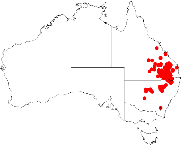 Acacia burrowii: Acacia burrowii Occurrence data from Australasian Virtual Herbarium downloaded from https://doi.org/10.26197/5c0b1388984eb on 8 December 2018