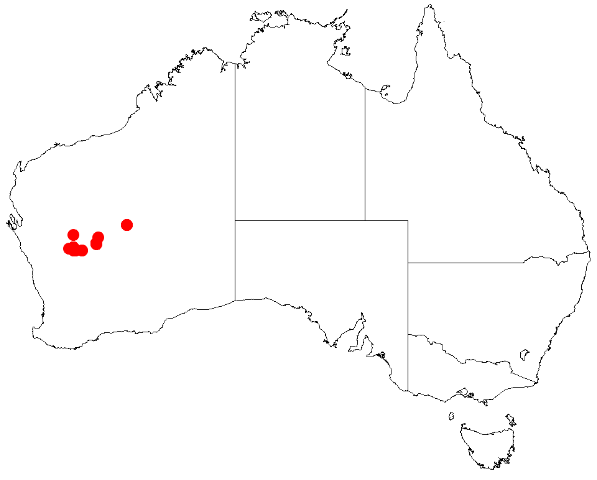 Acacia burrowsiana: Acacia burrowsiana Occurrence data from Australasian Virtual Herbarium downloaded from https://doi.org/10.26197/5c0b1388984eb on 8 December 2018