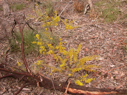 Acacia buxifolia (Acacia buxifolia)