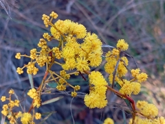 Acacia buxifolia (Acacia buxifolia)