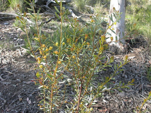 Acacia buxifolia (Acacia buxifolia)