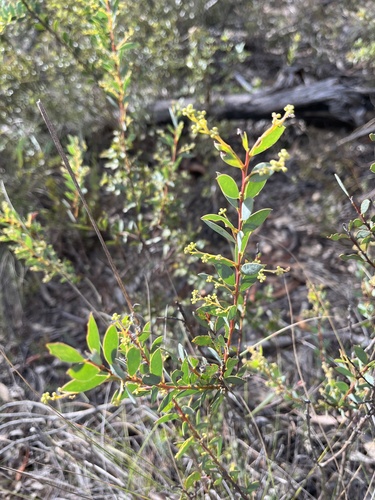 Acacia buxifolia (Acacia buxifolia)