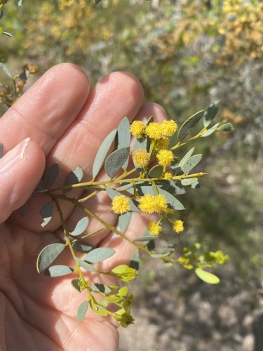 Acacia buxifolia (Acacia buxifolia)