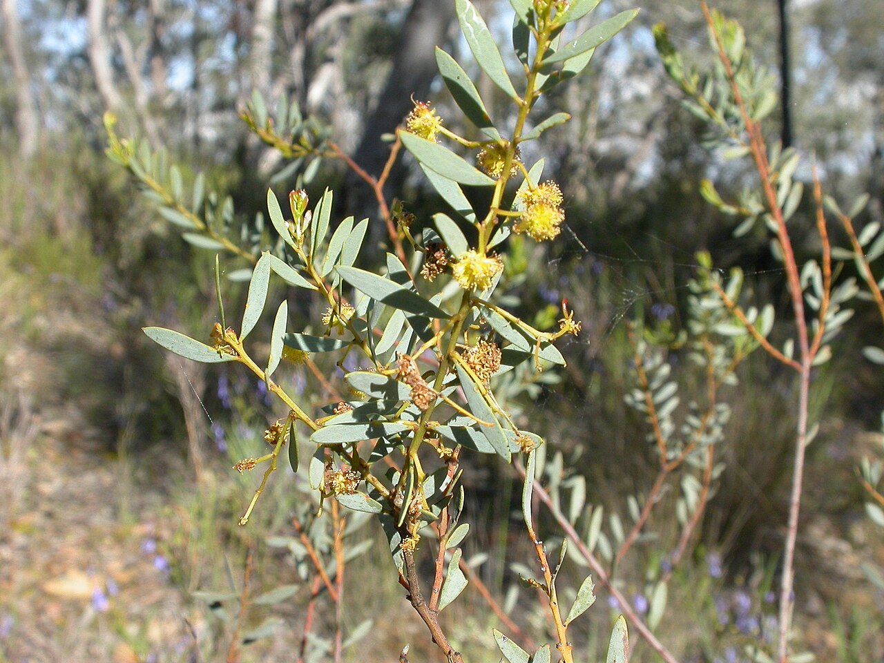 Acacia buxifolia: Acacia buxifolia A.Cunn., Black Mountain, Canberra, ACT, 22 October 2010