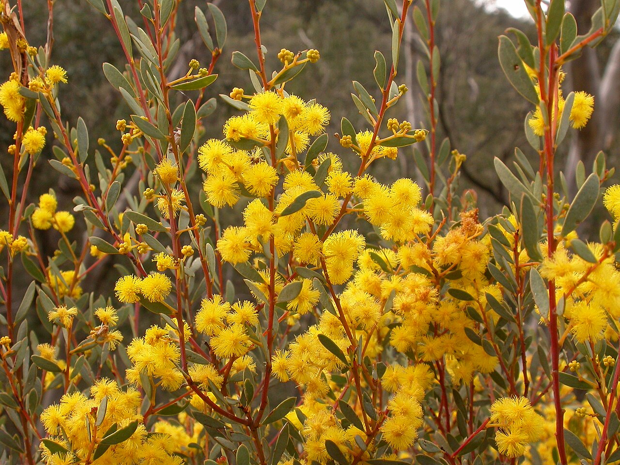 Acacia buxifolia: Acacia buxifolia A.Cunn., Black Mountain, Canberra, ACT, 5 October 2010
