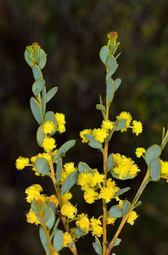 Acacia buxifolia (Acacia buxifolia)