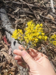Acacia buxifolia (Acacia buxifolia)