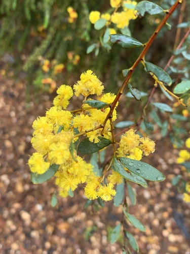 Acacia buxifolia (Acacia buxifolia)