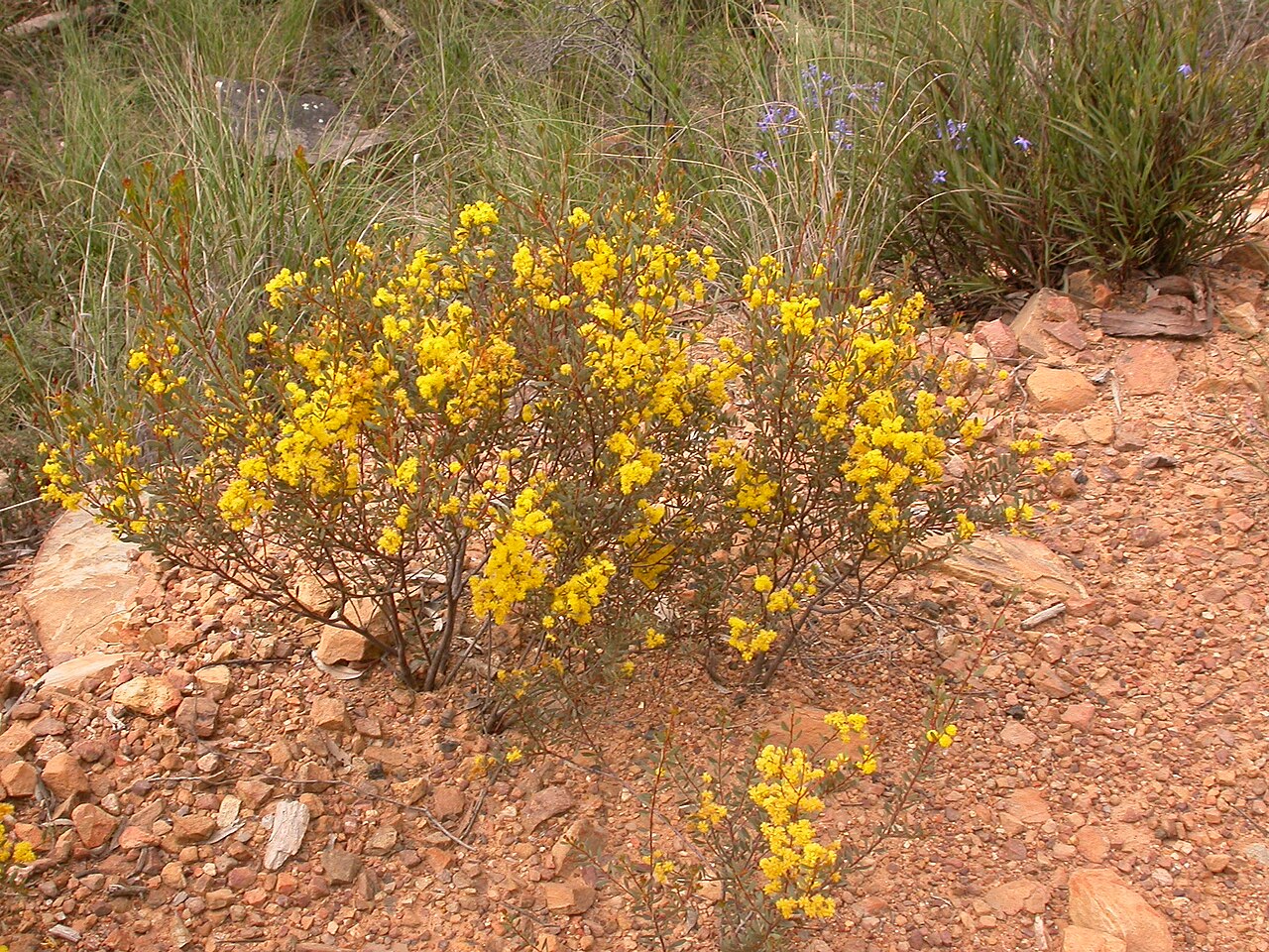 Acacia buxifolia: Acacia buxifolia A.Cunn., Black Mountain, Canberra, ACT, 5 October 2010