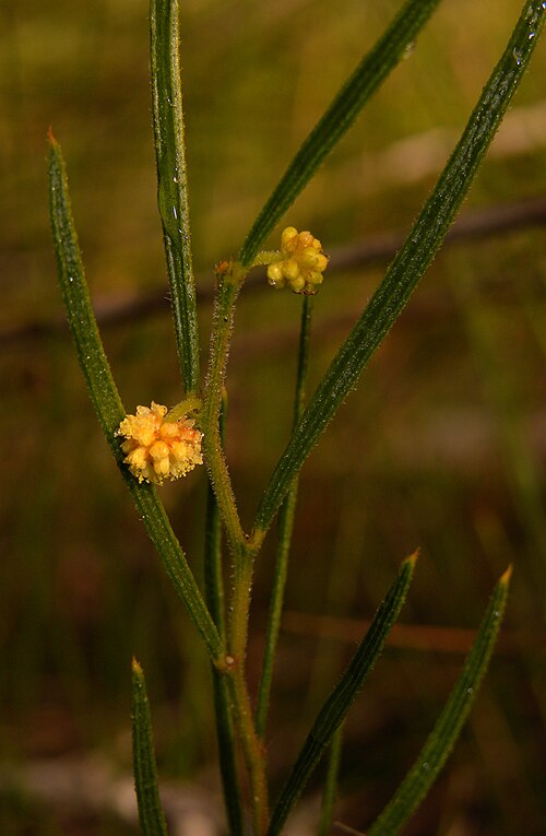 Acacia bynoeana: Flickr description Acacia bynoeana is a diminutive wattle that often hides well amongst surrounding sedges and low shrubs. The plant sends out multiple seemingl