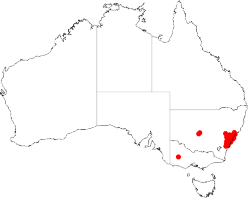 Acacia bynoeana: Acacia bynoeana Occurrence data from Australasian Virtual Herbarium downloaded from https://doi.org/10.26197/5c0b1388984eb on 8 December 2018