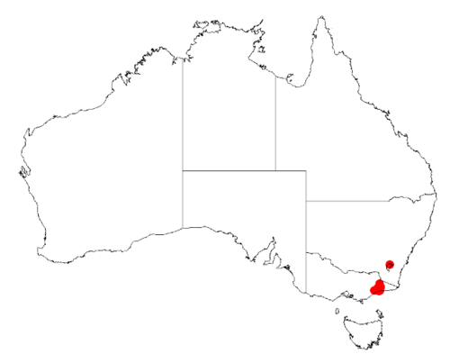 Acacia caerulescens: Acacia caerulescens Occurrence data from Australasia Virtual Herbarium downloaded from https://doi.org/10.26197/5c0b1388984eb on 8 December 2018