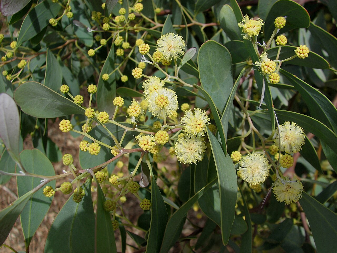 Acacia caerulescens: Acacia caerulescens (cultivated, labelled) , Royal Botanic Gardens Cranbourne, Victoria, Australia