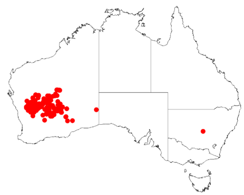 Acacia caesaneura: Acacia caesaneura Occurrence data from Australasia Virtual Herbarium downloaded from https://doi.org/10.26197/5c0b1388984eb on 8 December 2018