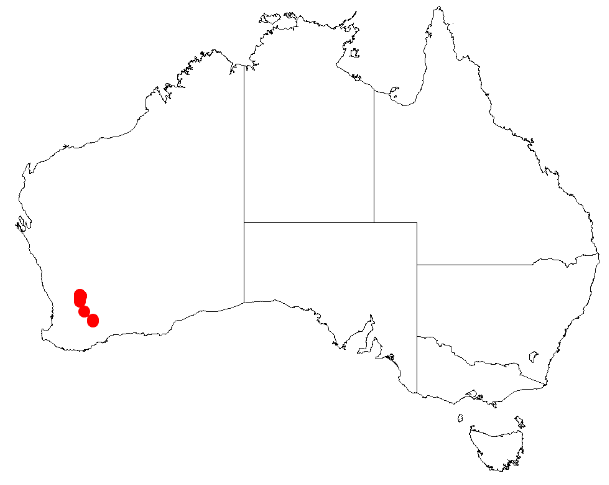 Acacia caesariata: Acacia caesariata Occurrence data from Australasia Virtual Herbarium downloaded from https://doi.org/10.26197/5c0b1388984eb on 8 December 2018