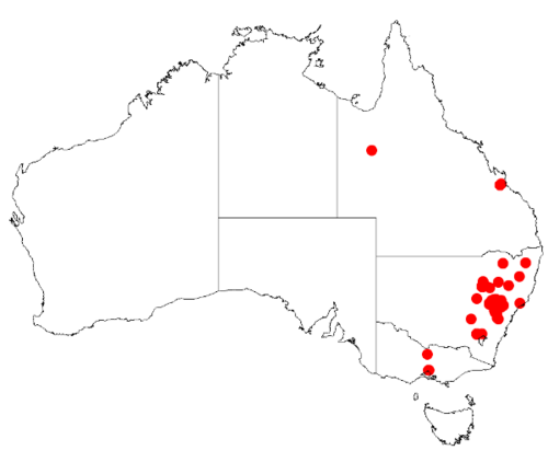 Blue bush: Acacia caesiella Occurrence data from Australasia Virtual Herbarium downloaded from https://doi.org/10.26197/5c0b1388984eb on 8 December 2018