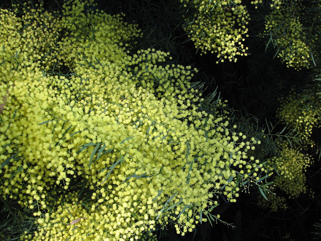 Blue bush: Acacia caesiella (cultivated, labelled) Maranoa Gardens, Balwyn, Victoria, Australia.