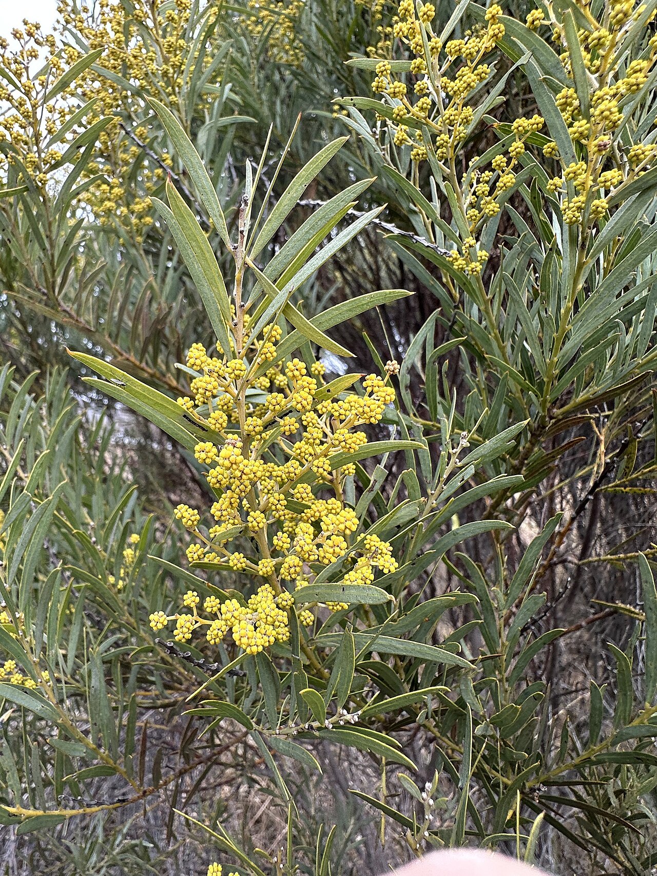 Blue bush: Tableland Wattle ( Acacia caesiella ) in Australia