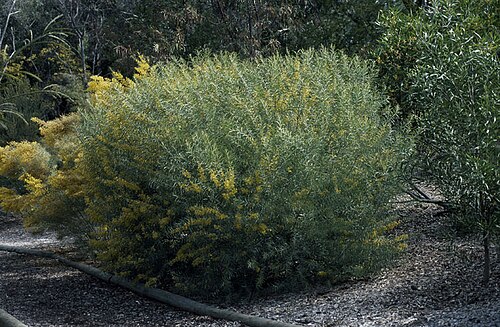 Blue bush: Acacia caesiella in the Australian National Botanic Gardens
